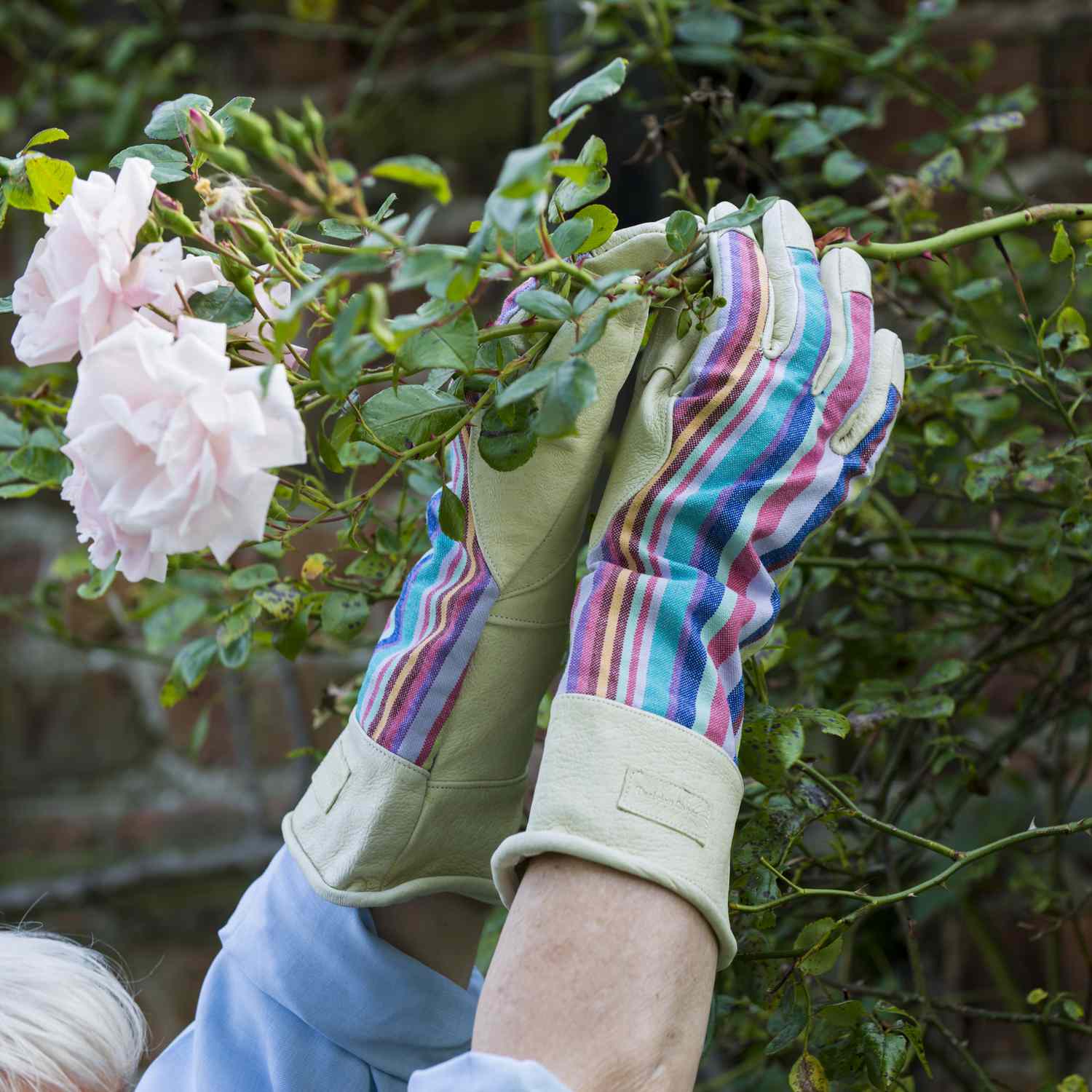 Gartenarbeiter mit Handschuhen pflücken Rosen