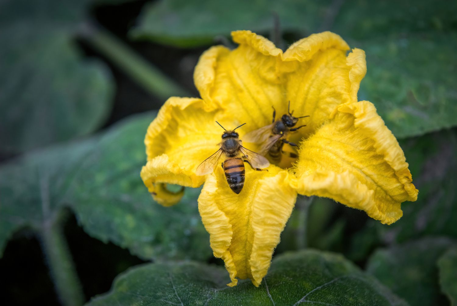 Abejas en flor de calabacín