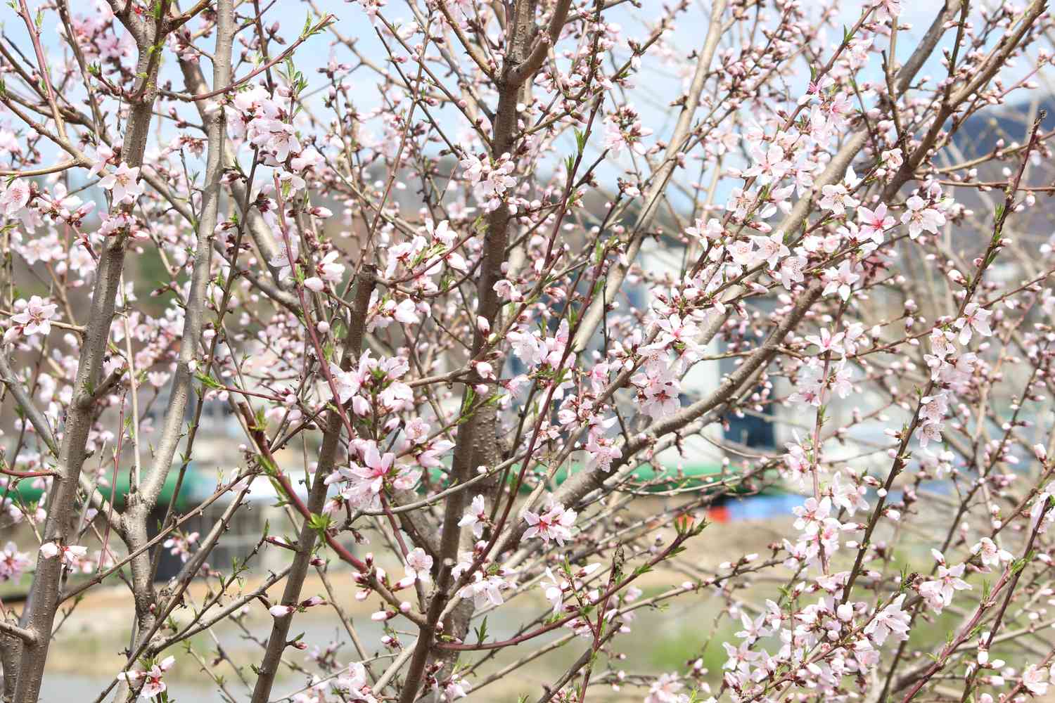 Arbusto de cerezo en flor de Nankín