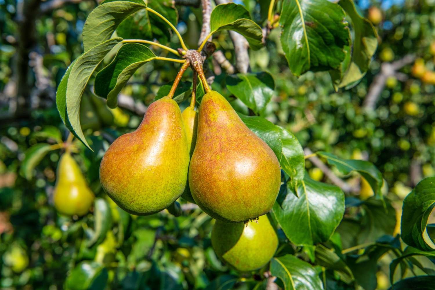 Pyrus communis (Hood pear)