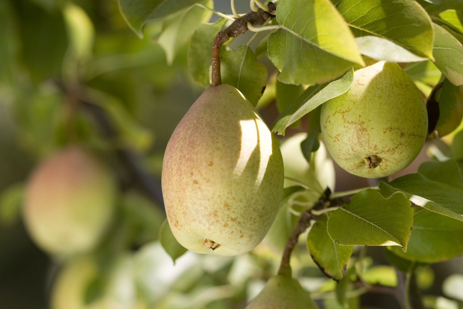 Closeup of Baldwin Pear Tree