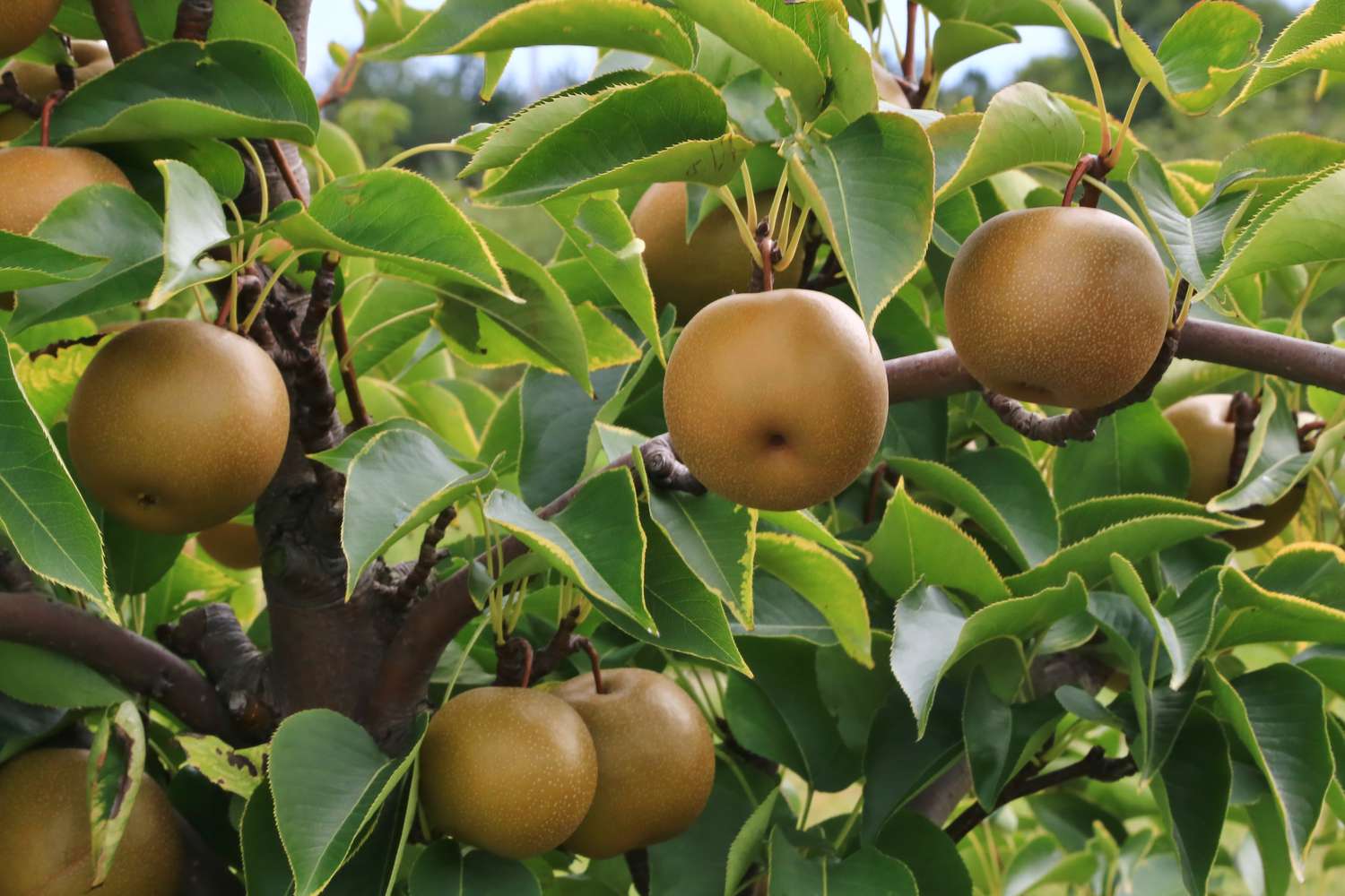 Asian pear tree