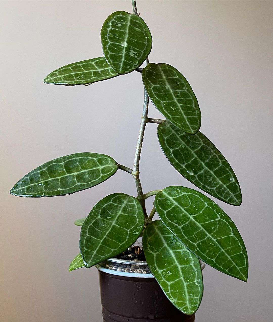 Hoya elliptica in einem Plastiktopf.