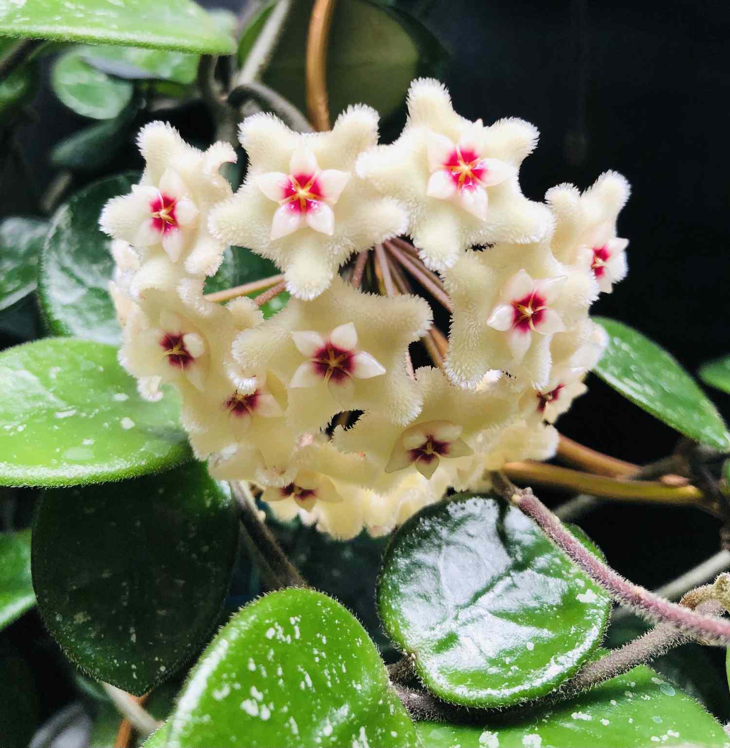 Hoya mathilde mit weißen Blüten.