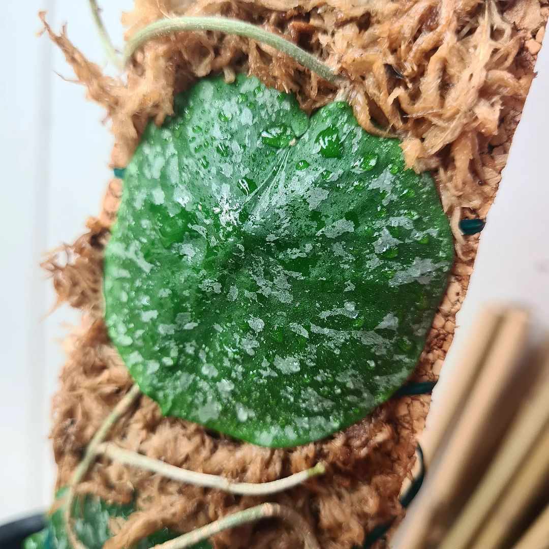 Hoya imbricata auf einer Moosstange.