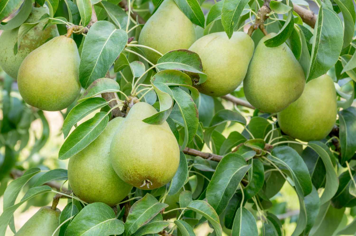 Bartlett pear tree