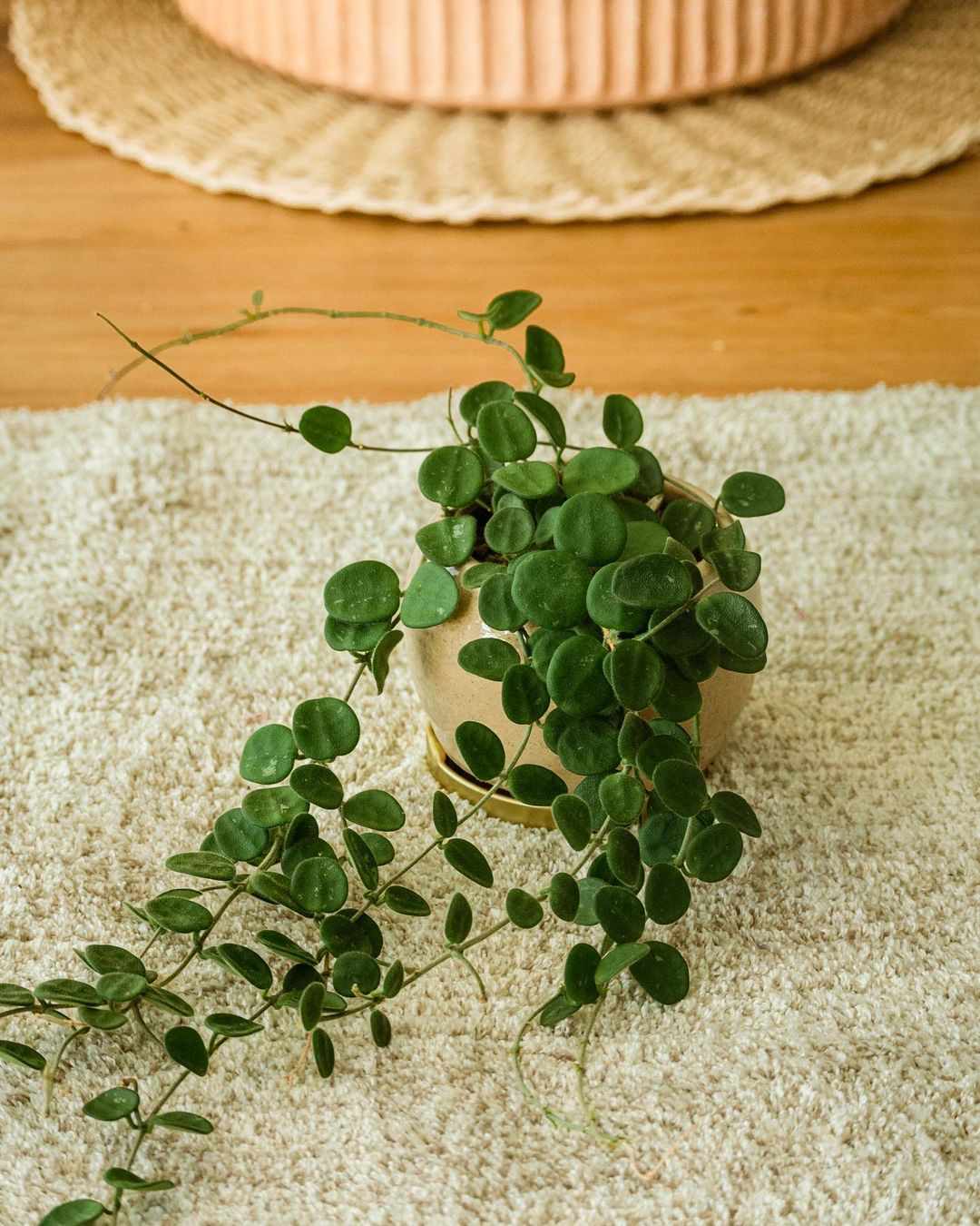 Hoya serpens in einem Keramiktopf auf dem Boden.