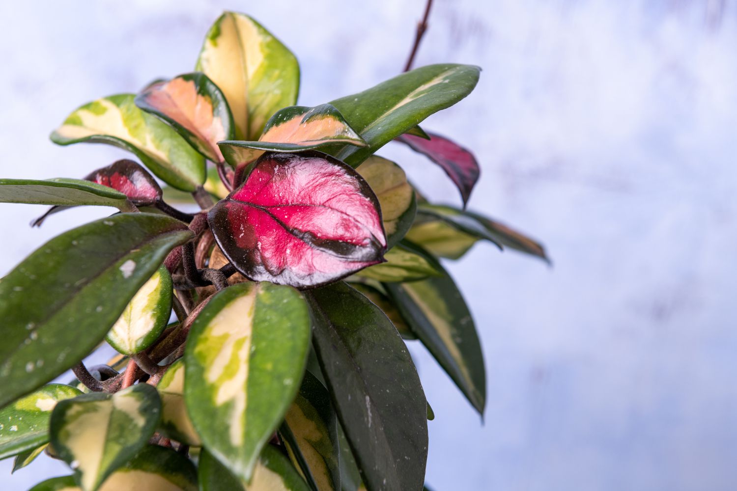 Hoya carnosa krimson princess vor blauem Hintergrund.