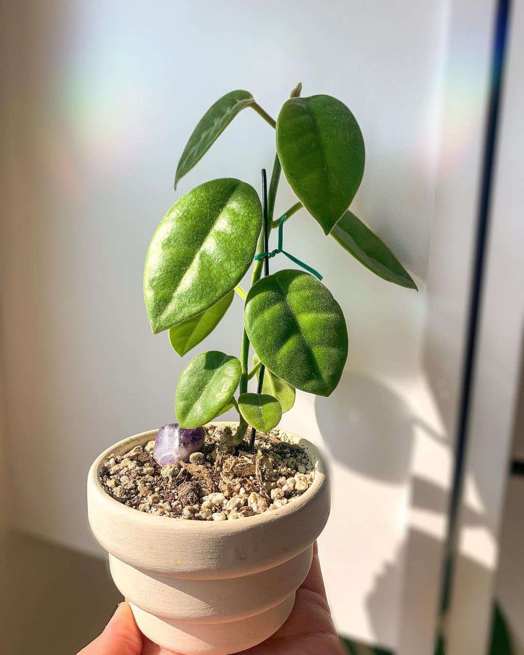 Hoya lauterbachii in einem Terrakotta-Topf.