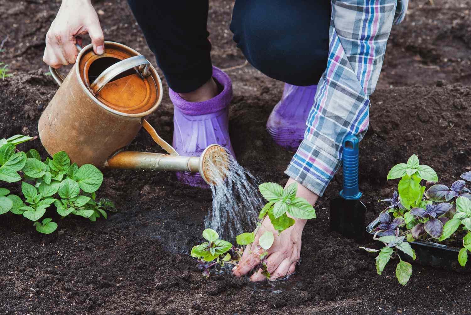 Jardinero regando albahaca con una regadera