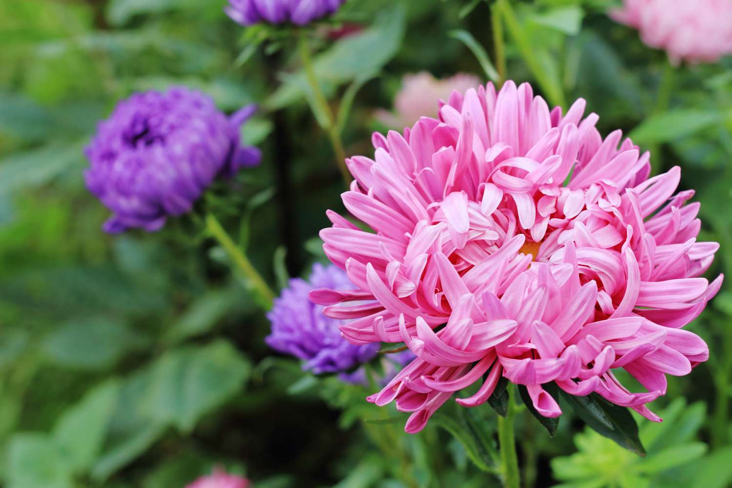 Große rosa Blüte der China-Aster im Ziergarten