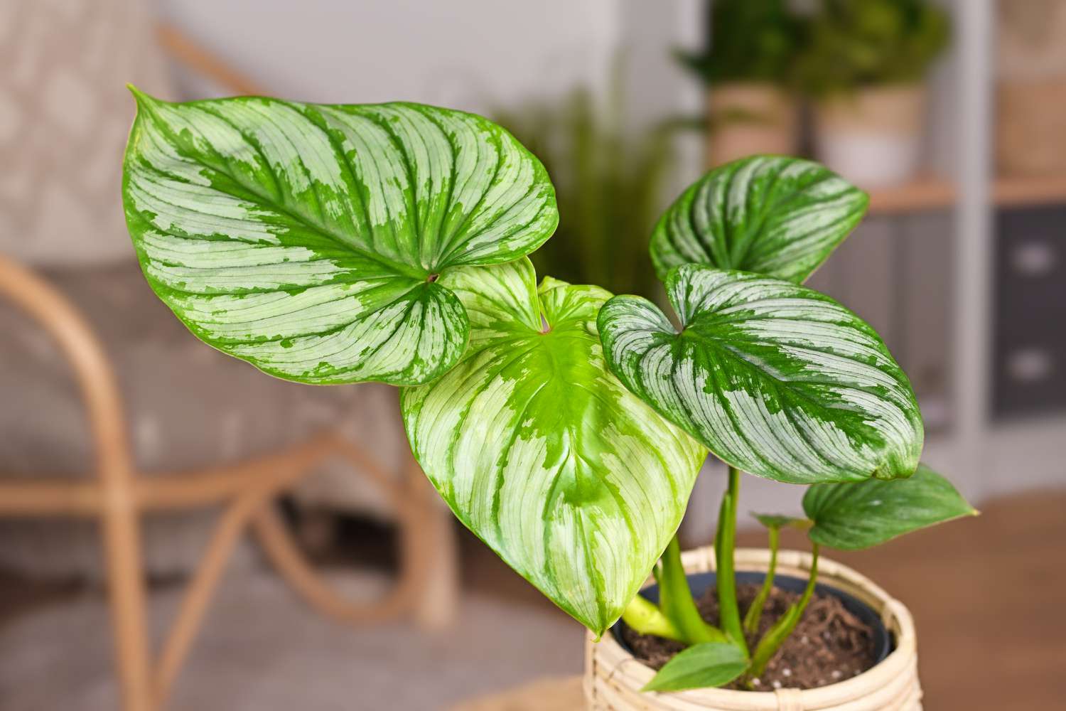 Hojas de planta de interior tropical 'Philodendron Mamei' con patrón plateado