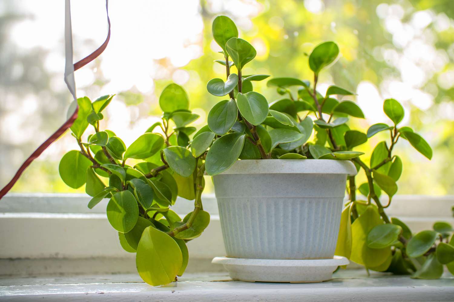 peperomia rotundifolia houseplant in white pot on windowsill