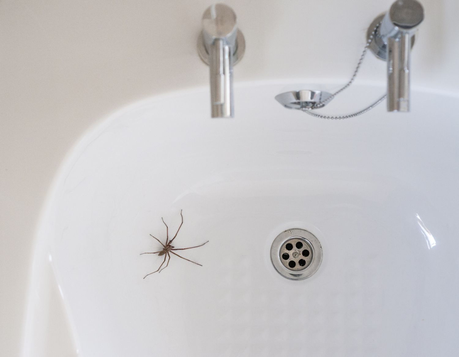 o que atrai aranhas em casa