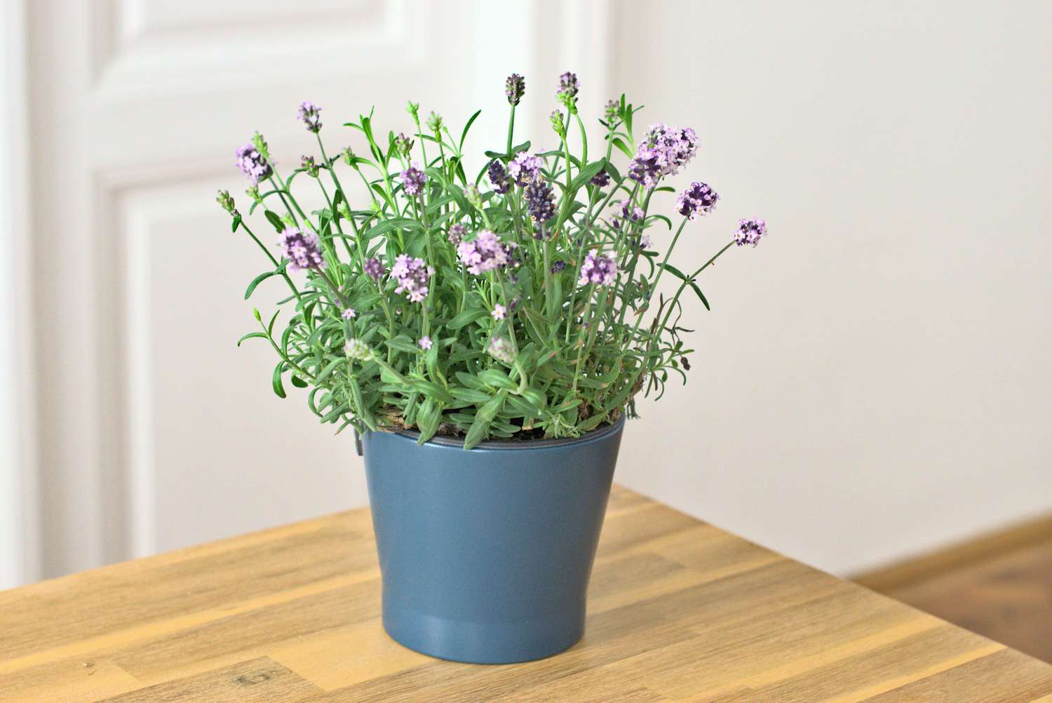 Growing lavender indoors