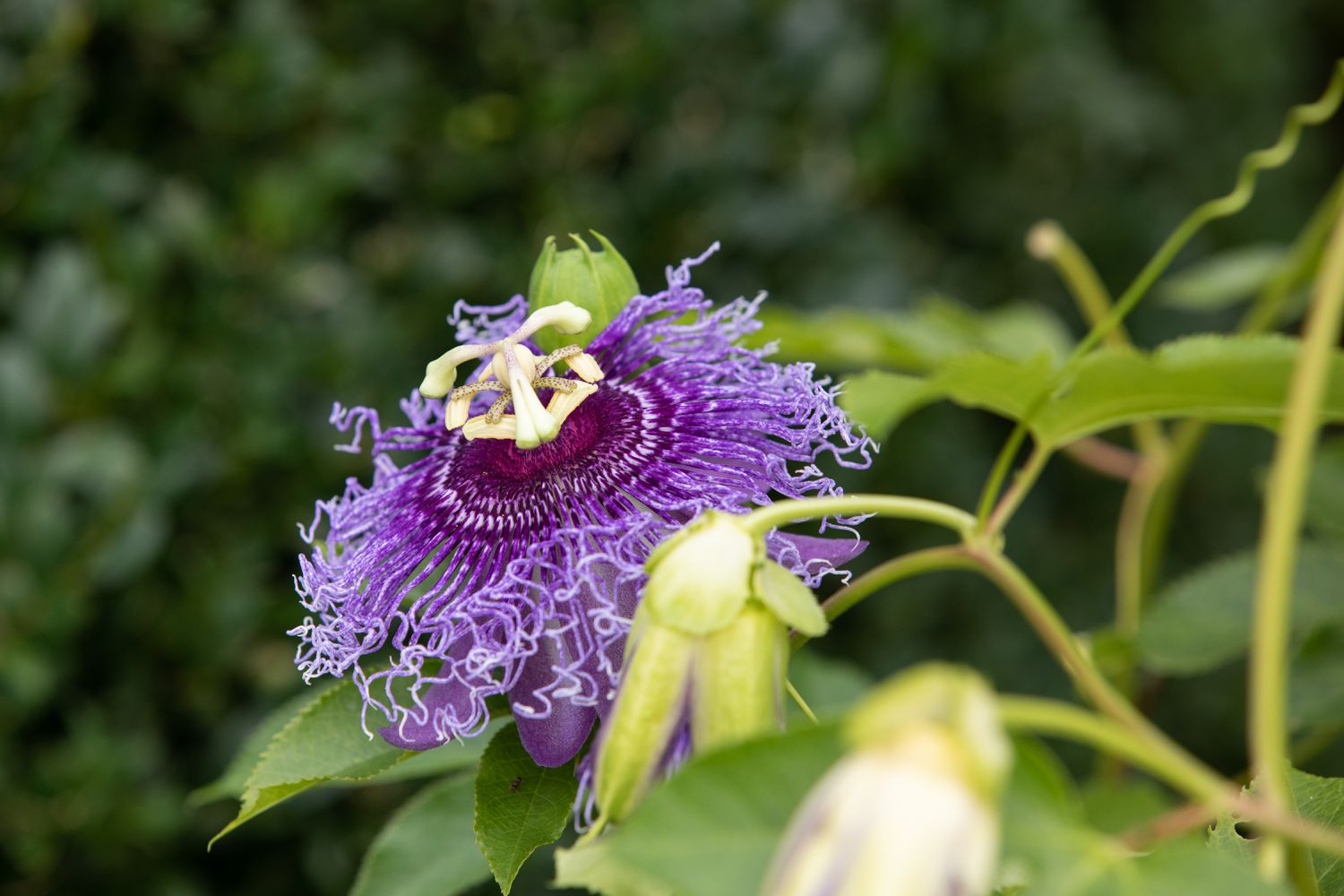 passionflower