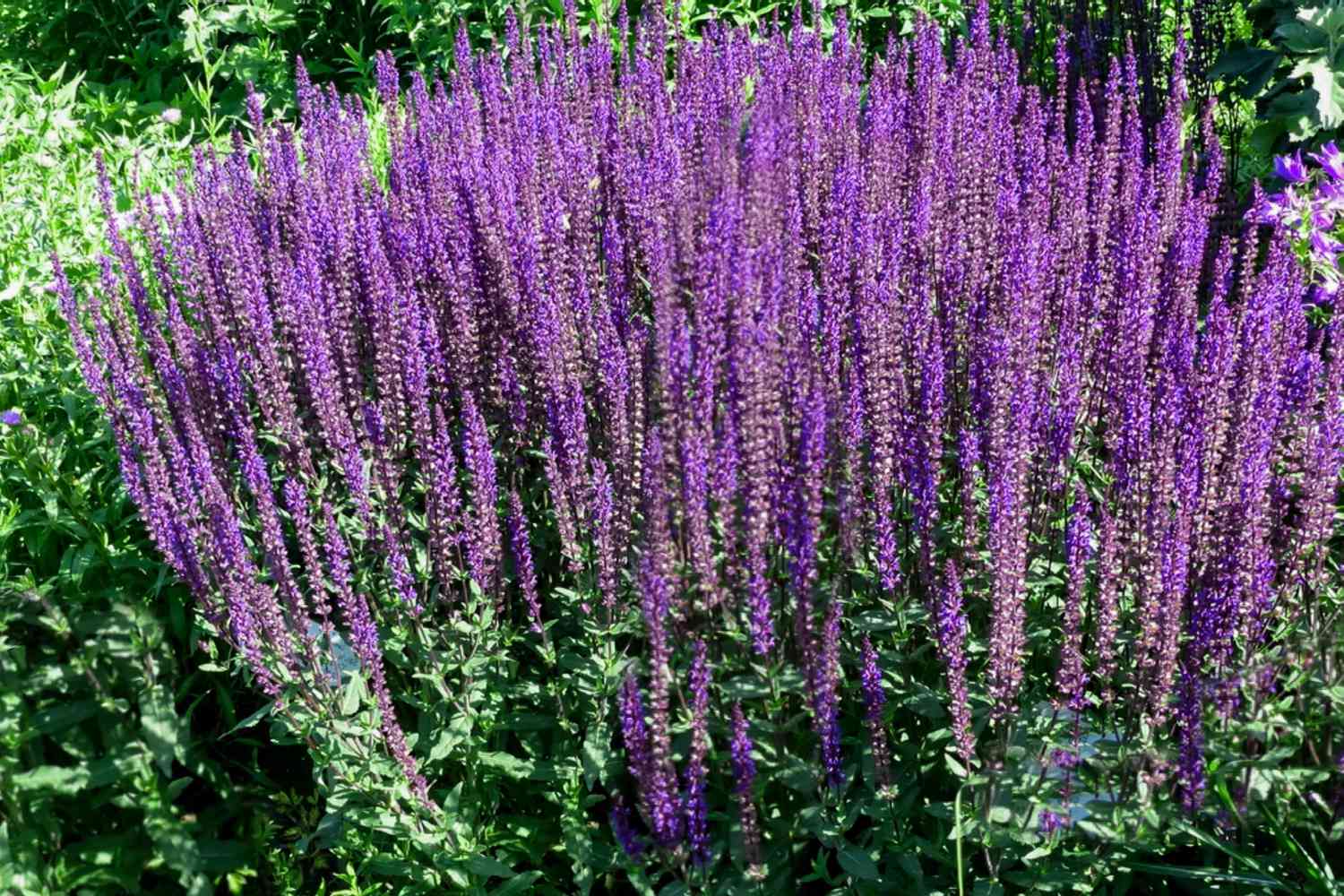 Plantas de salvia caradonna agrupadas con altas espigas de flores moradas