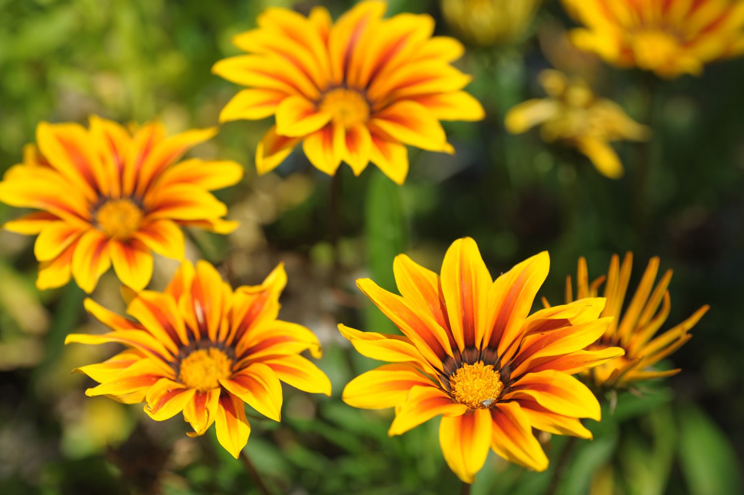 gazania flowers