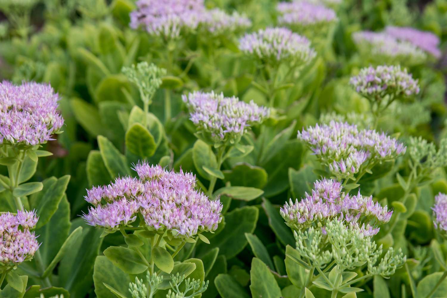 Sedum stonecrope