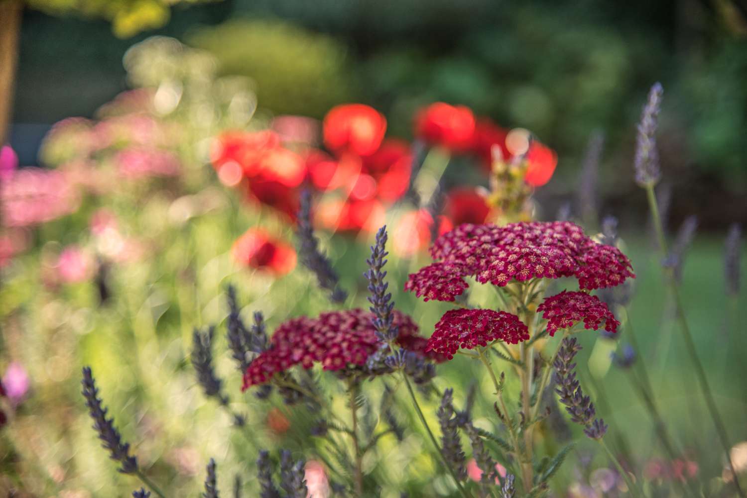 milenrama terciopelo rojo