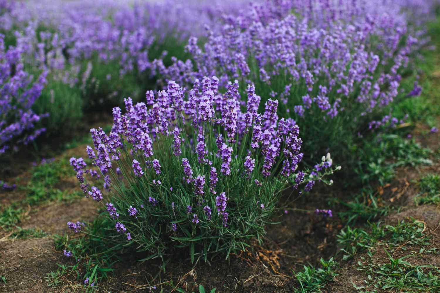 Lavendel