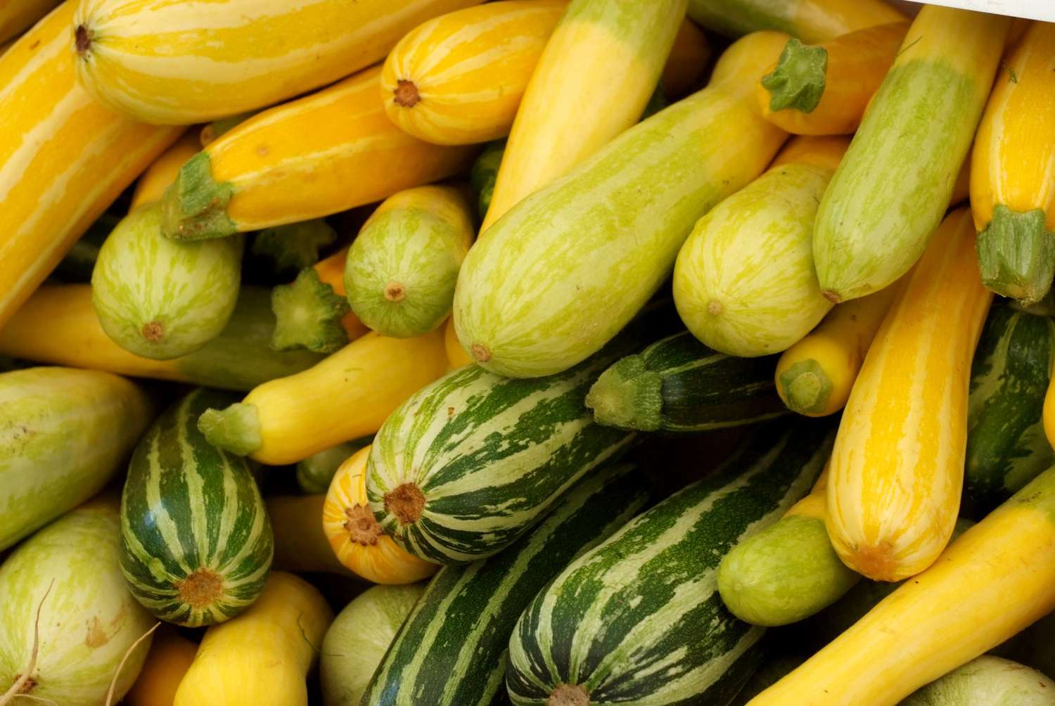 Summer Squash