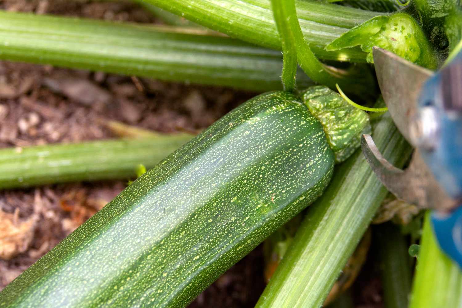Zucchini fruit attached to plant stems closeup