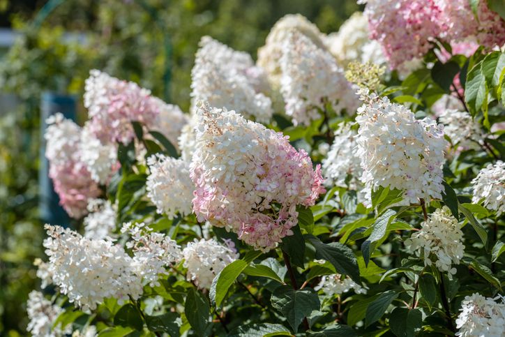 Hortensia enana