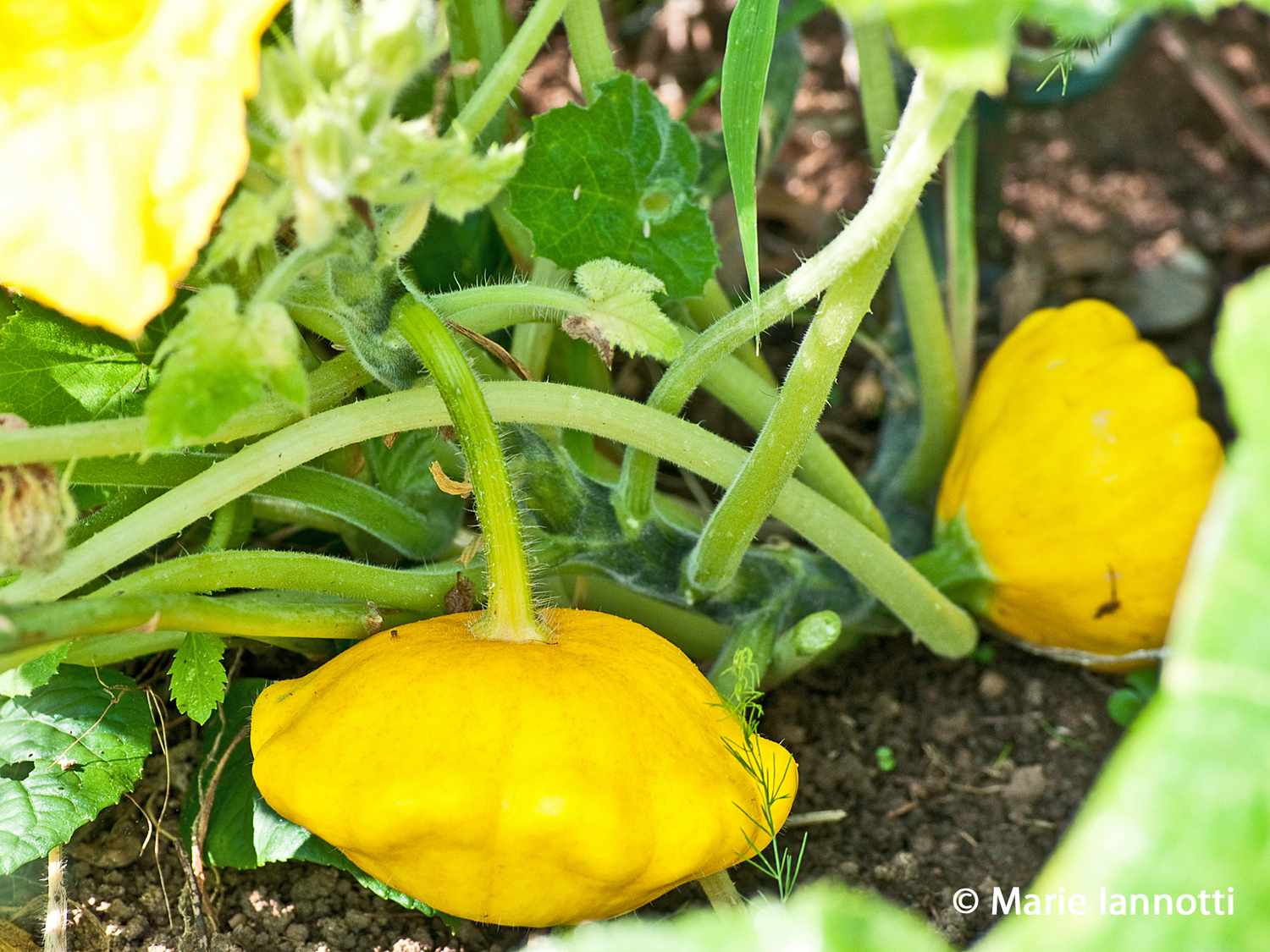 patty pan