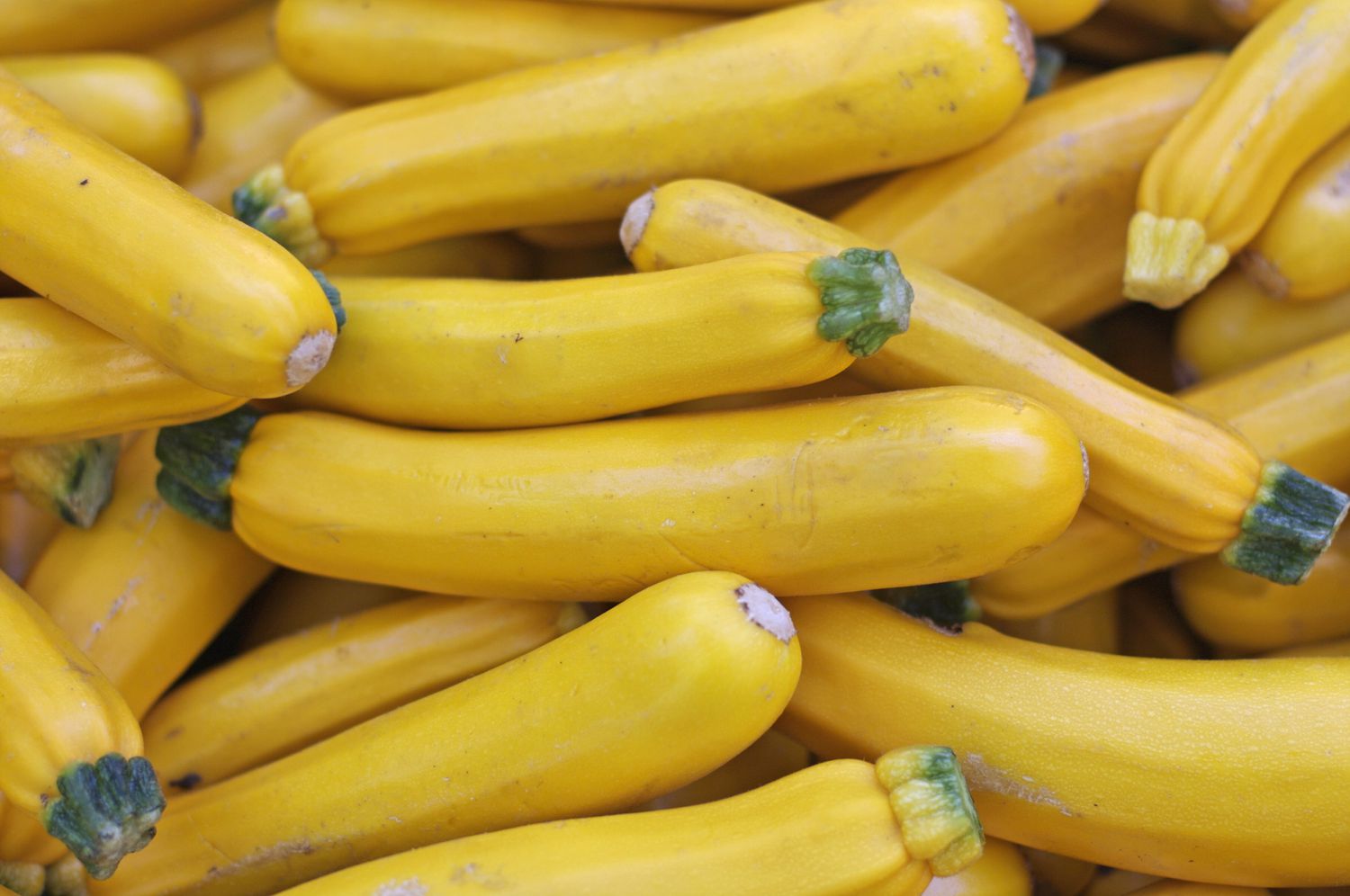 Courge d'été jaune