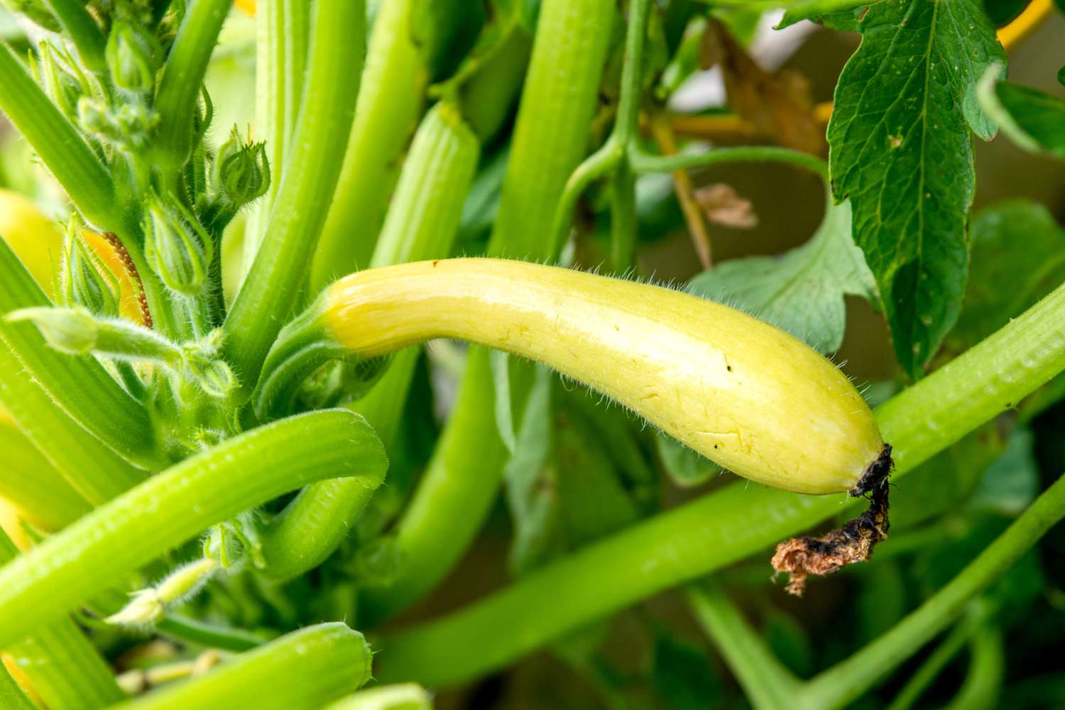 Crookneck-Kürbis mit langem, gebogenem, gelbem Gemüse, das an dicken Stielen in der Nähe der Knospen hängt