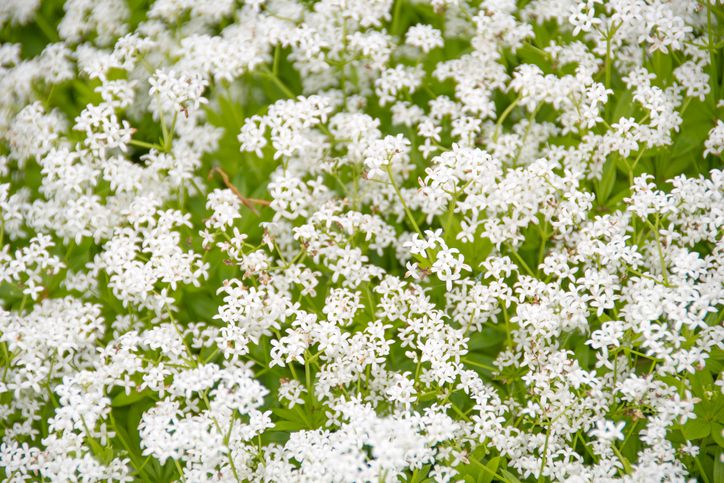 Sweet Woodruff