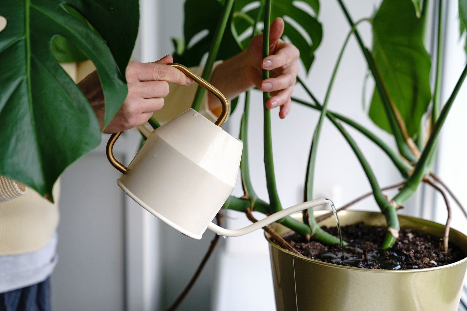 Eine Monstera-Pflanze in einem goldenen Metalltopf, die mit einer weiß-goldenen Gießkanne gegossen wird.