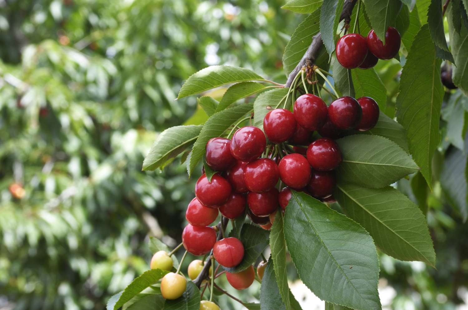 close up of bing cherry tree