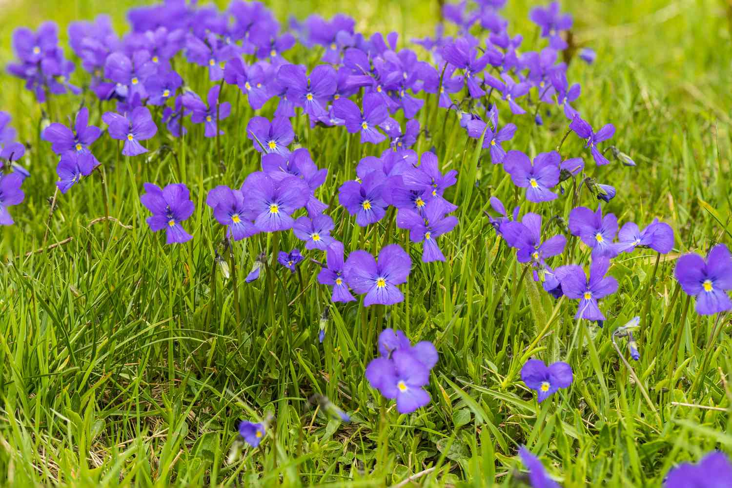 Purpurviolette Blumen wachsen wild im Gras.