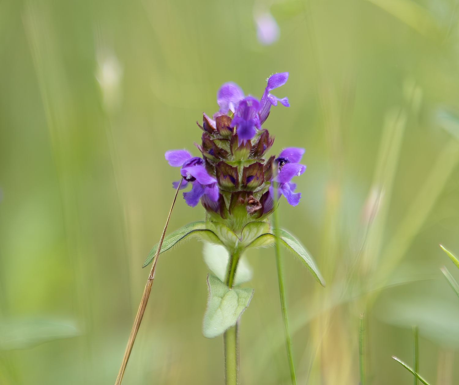 Nahaufnahme der Heal-All-Blume.