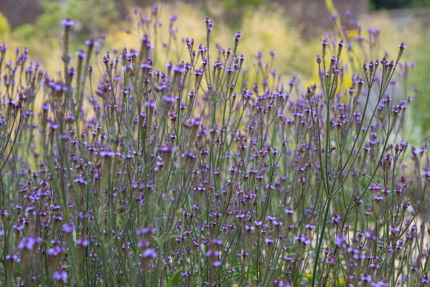 Stand of blue vervain plants in bloom.