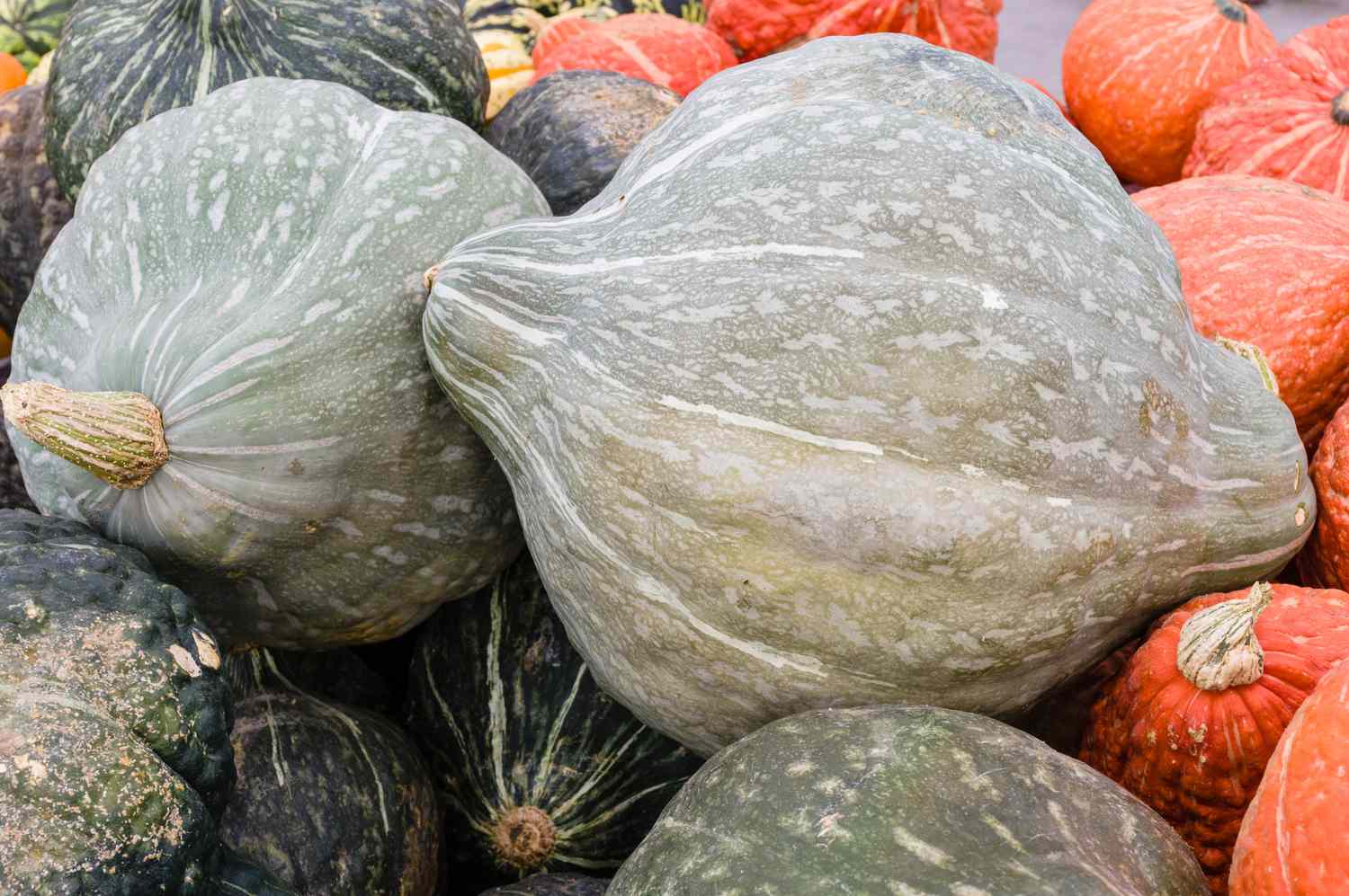 Blue Hubbard squash