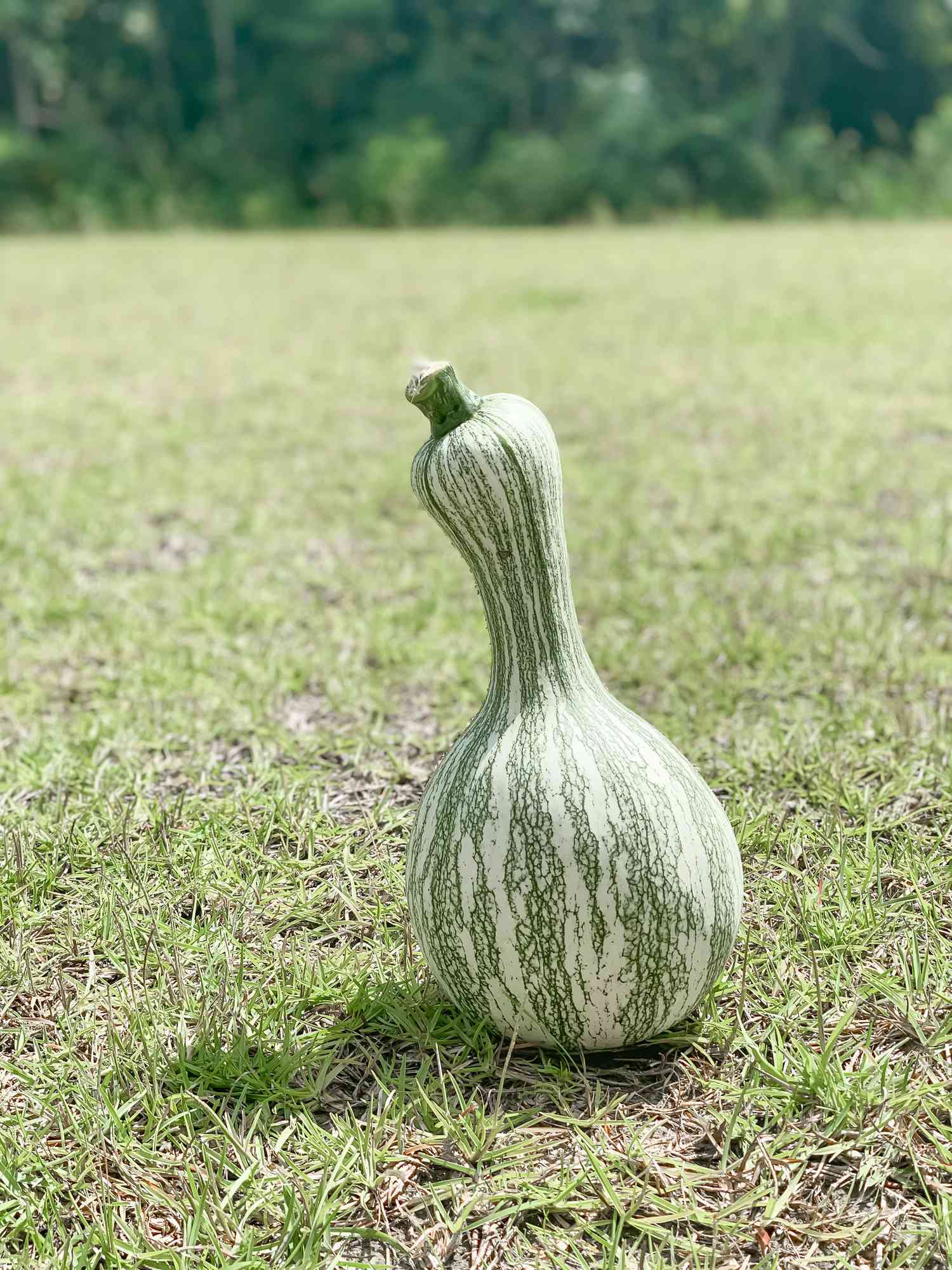 Abóbora cushaw listrada de verde