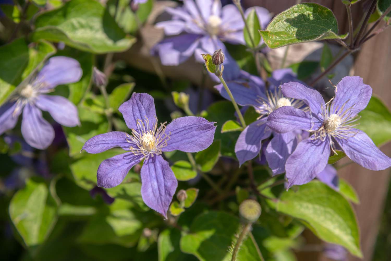 Primer plano de flores de clemátide