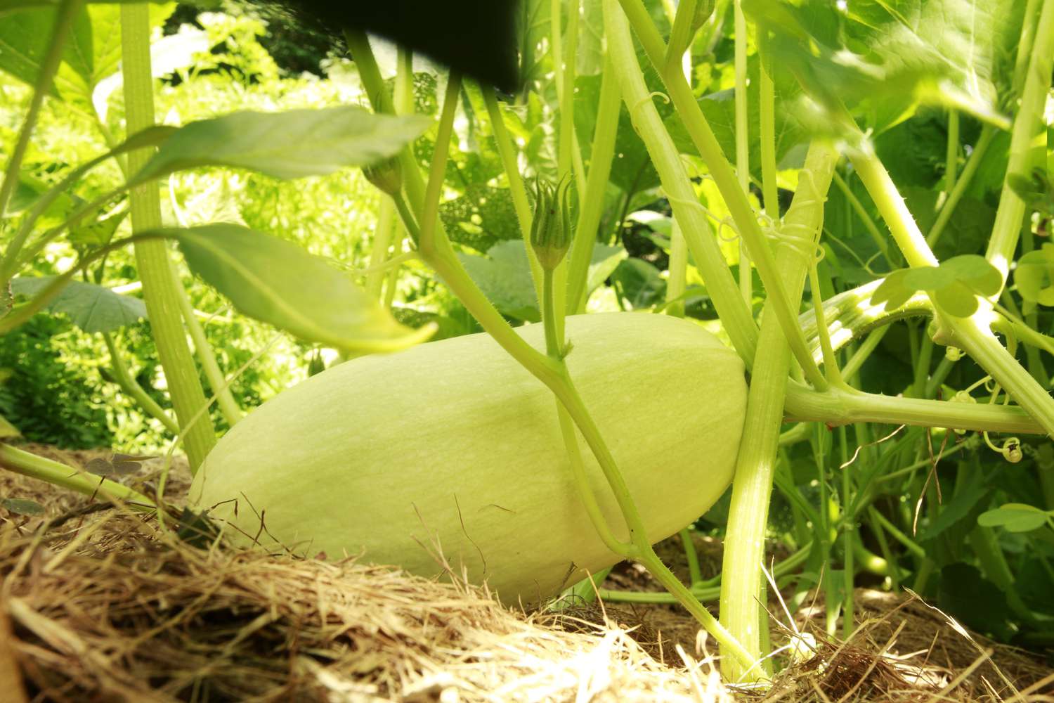 Spaghetti squash