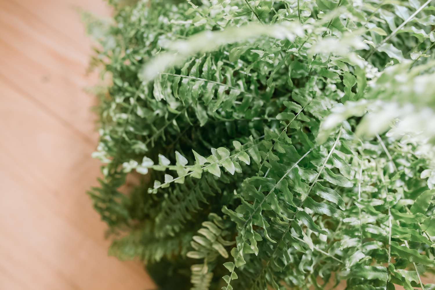closeup of a Boston fern