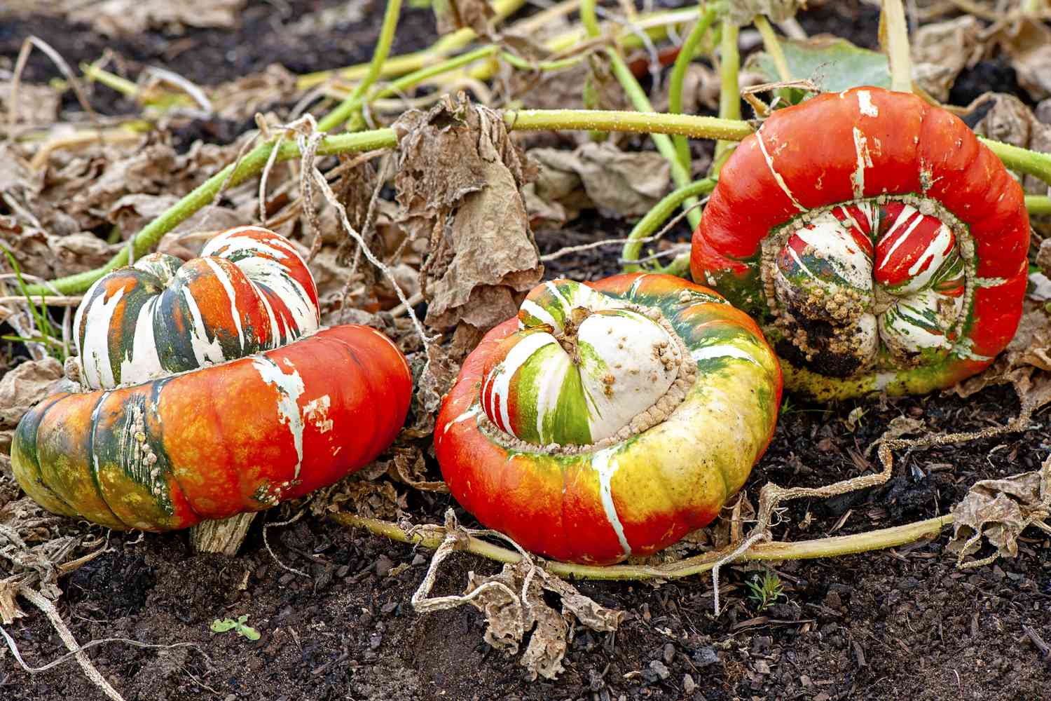 Turban squash