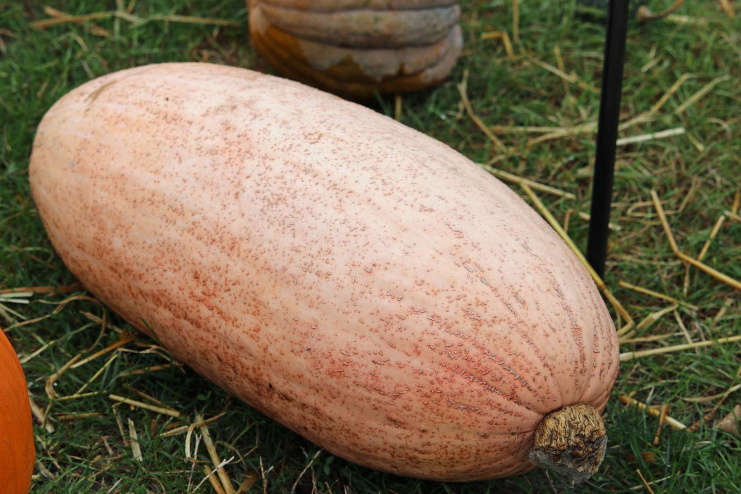 Pink banana squash