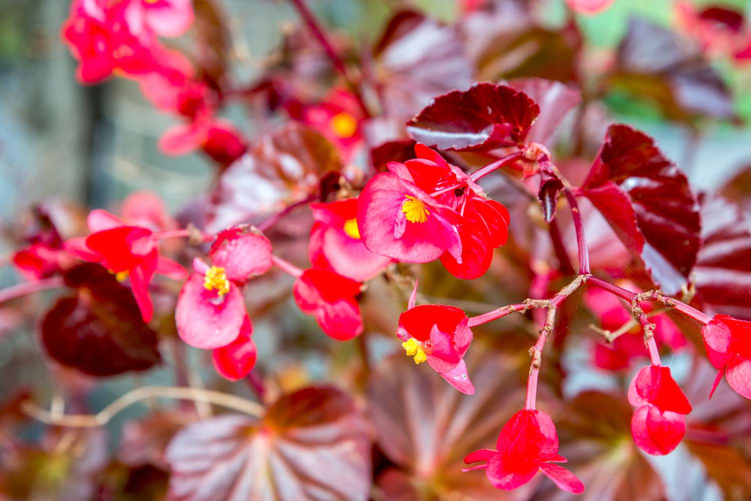 wax begonias