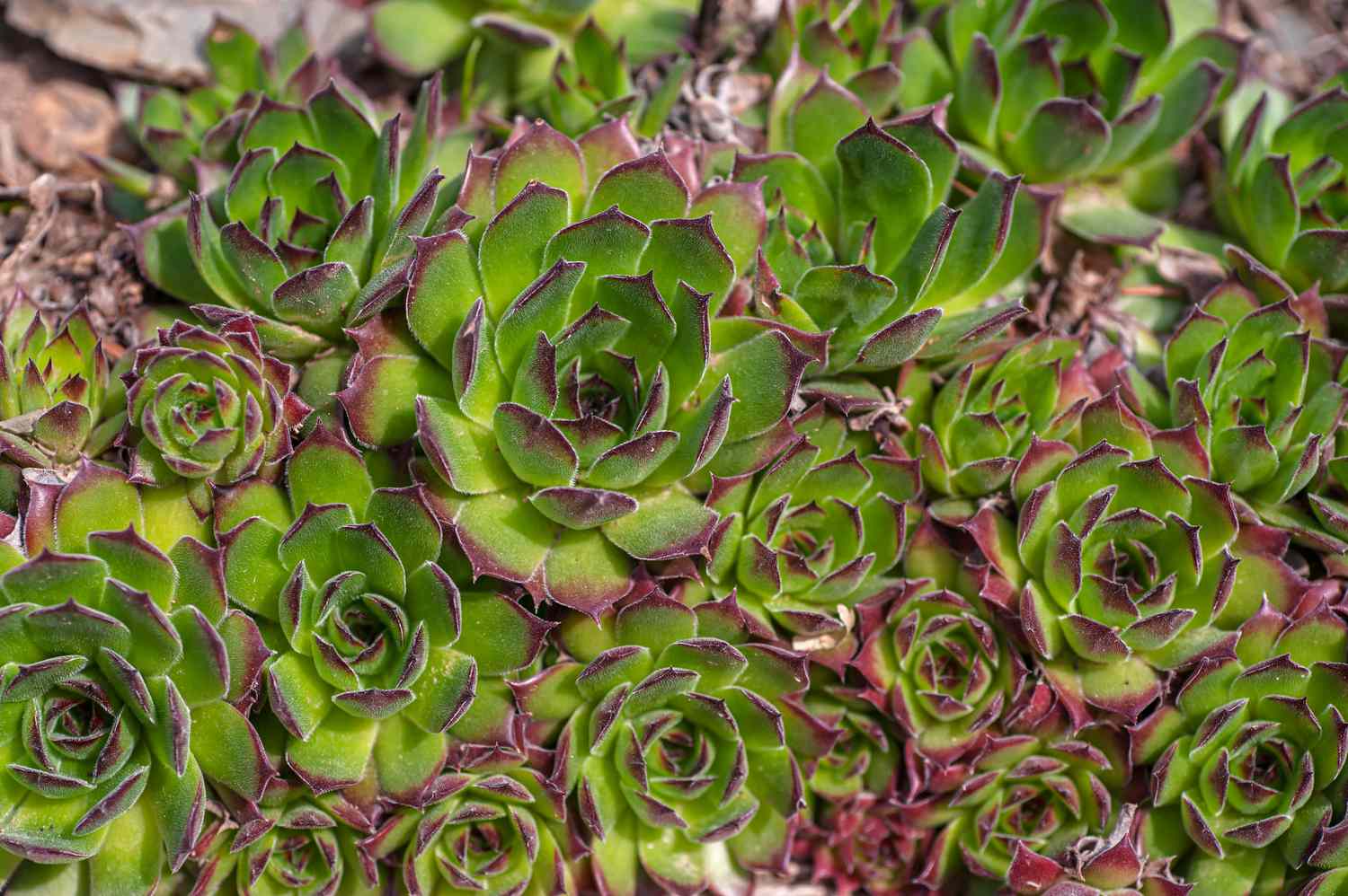 Hühner- und Kükensukkulente mit grünen Blättern und rosa Spitzen in Gruppen