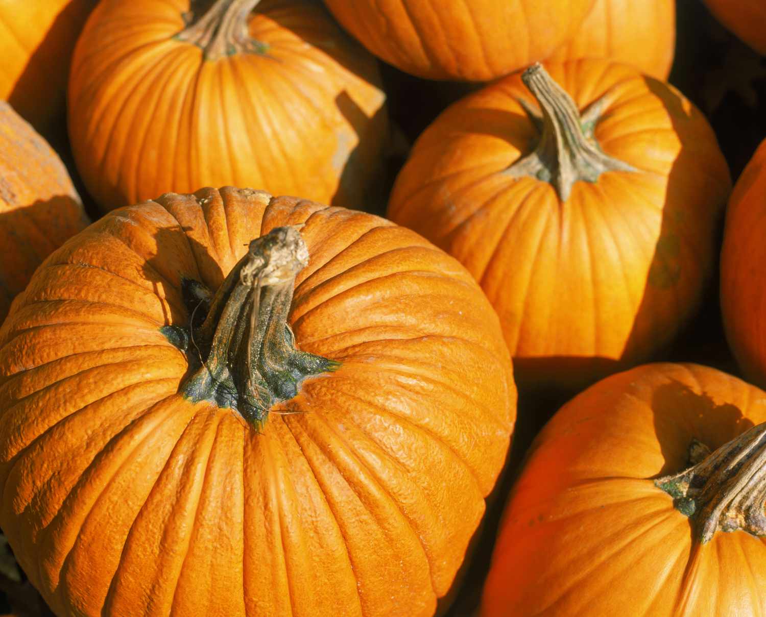 Connecticut field pumpkin