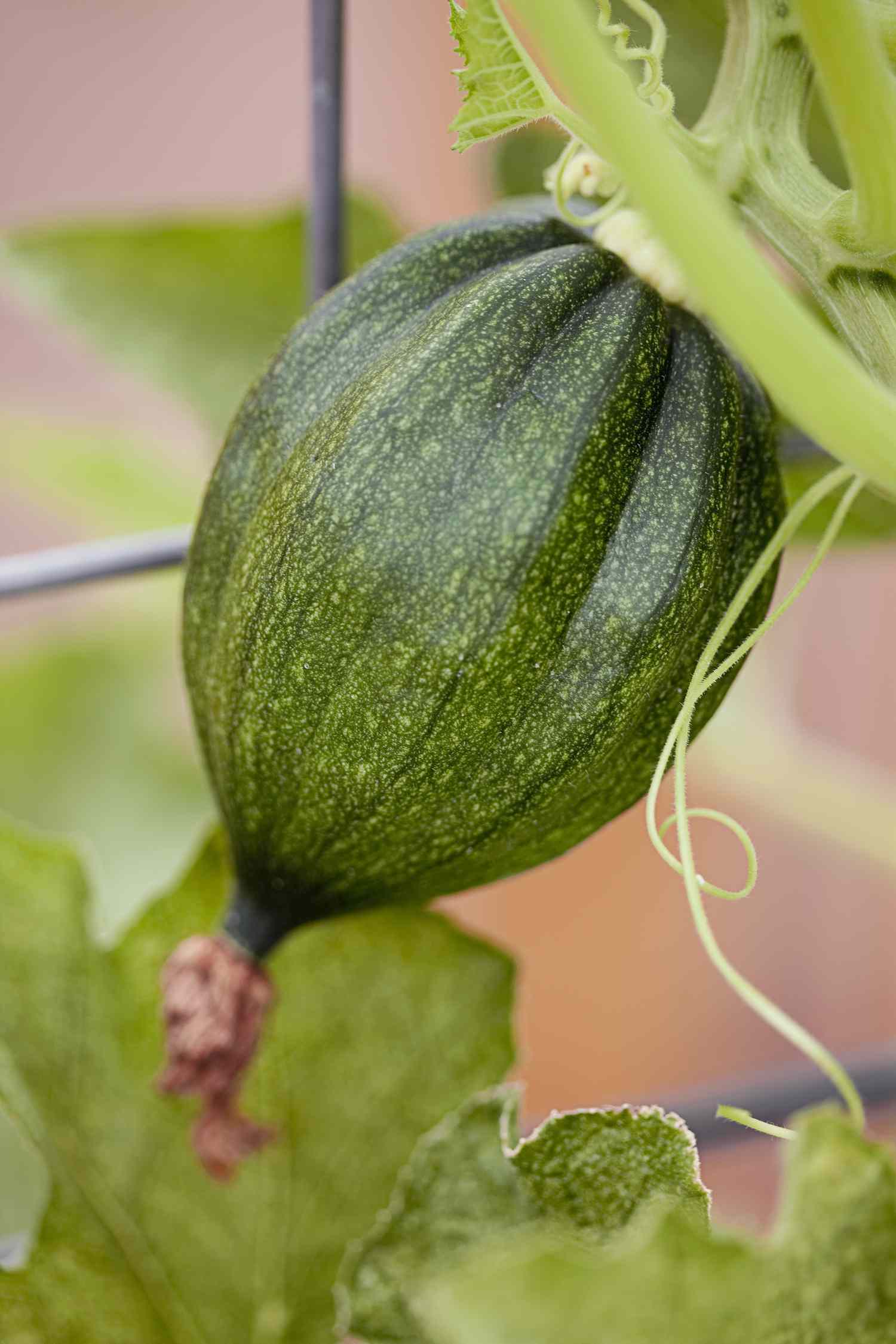 Acorn squash