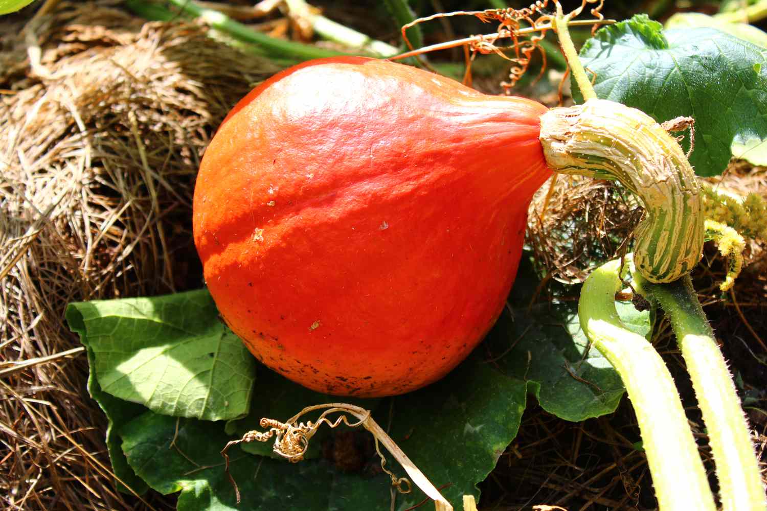 Red kuri squash