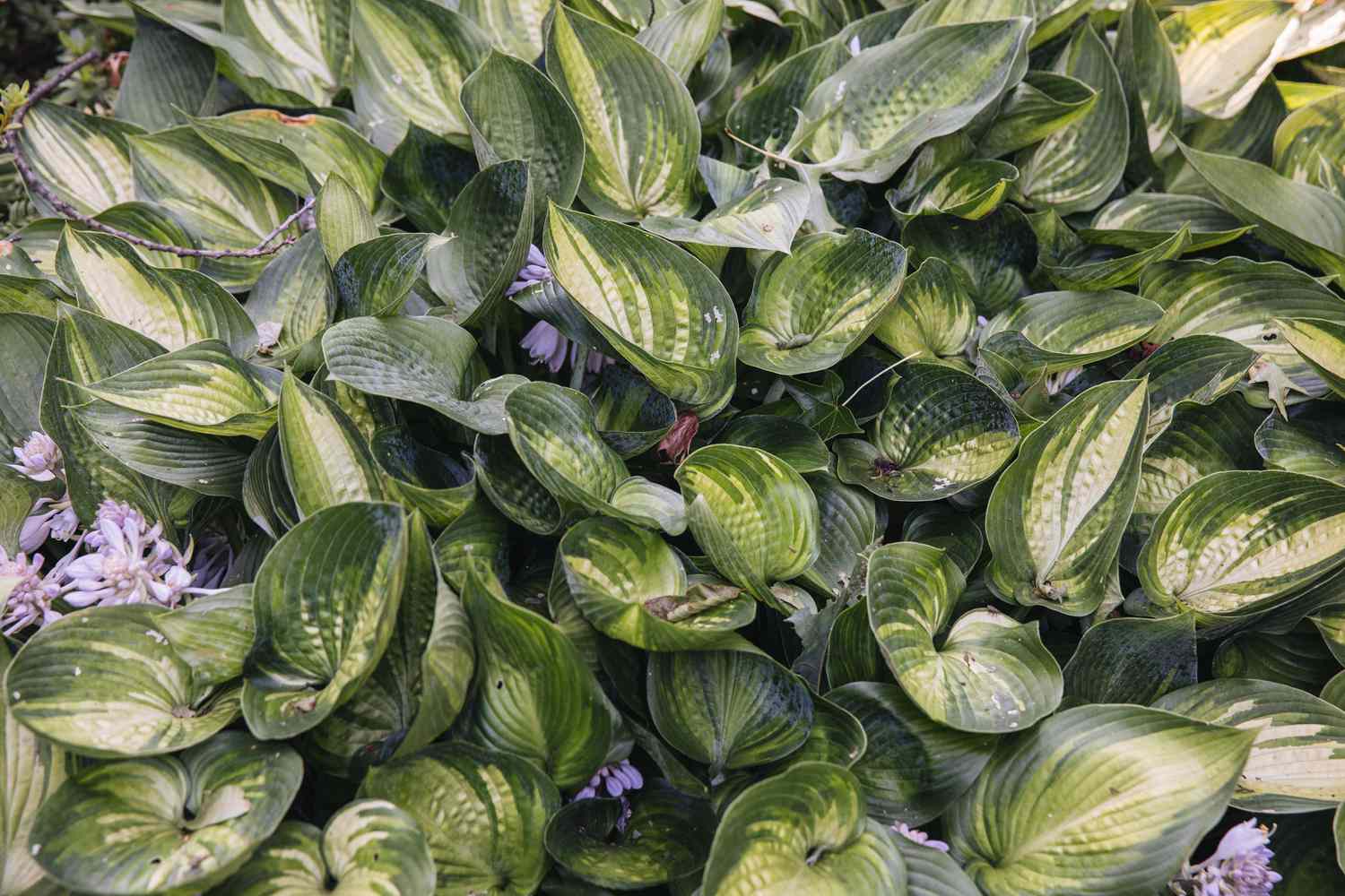 hostas